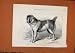 AFGHAM MASTIFF BIRMINGHAM c1879 LONDON NEWS OLD PRINT