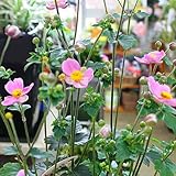 秋明菊（シュウメイギク） ピンク 　秋の花鉢