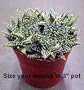 Clustered Mini Star Plant - Haworthia - 3" pot - EASY