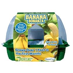 Banana Farm Windowsill Greenhouse - Grow Your Own Banana Tree by DuneCraft