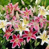 Oriental Lily Bulbs Mix