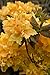 15 Giant Yellow Azalea Seeds*rhododendron* 6' to 10' Ft.*sweet Fragrant*showy*#1232