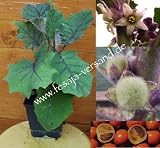 Eigenschaften fesaja-versand  / Naranjilla, Lulo, Inka-Pflaume / Solanum quitoense (Saatgut, Samen)