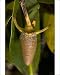 Photographic Prints of ROG-12158 Red mangrove - in fruit, this develops and germinates on the tree, from Ardea Wildlife Pets