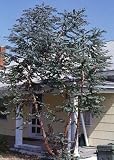 Baby Blue Eucalyptus Tree Herb 20 Seeds