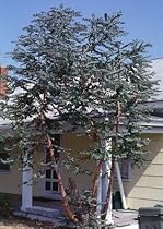 Baby Blue Eucalyptus Tree Herb 20 Seeds