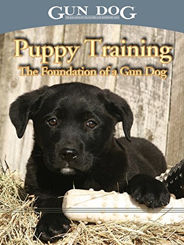 Puppy Training: The Foundation of a Gun Dog