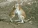 Agile Wallaby, Mother with Young, Australia Photographic Poster Print by Eric Woods, ...