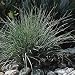 Pink Crystals Ruby Grass 25 Seeds - Rhynchelytrum
