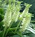 2 White Pineapple Lily Bulbs - Eucomis