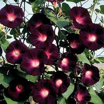 RARE KNIOLAS BLACK NIGHT MORNING GLORY 10 SEEDS