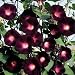 RARE KNIOLAS BLACK NIGHT MORNING GLORY 10 SEEDS