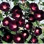 RARE KNIOLAS BLACK NIGHT MORNING GLORY 10 SEEDS