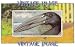 6 x 4 (15cm x 10cm) Art Greetings Card Bird African Shell Stork Vintage Image