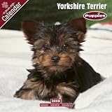 Eigenschaften Avonside Publishing Ltd.  / Kalender 2009 Yorkshire Terrier - Yorkie - Welpe - Puppie