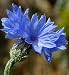 Bachelor Button Blue Cornflower