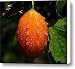 Little Orange Lantern Canvas Print / Canvas Art - Artist David Lee Thompson