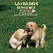 Labrador Retriever Puppies 2009 Wall Calendar 12 X 12