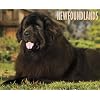 Just Newfoundlands 2012 Calendar (Just (Willow Creek))