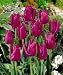 8 Purple 'Passionale' Tulip Flower Bulbs, AWARD WINNER