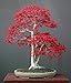 Tropica - bonsaï - érable du Japon rouge (Acer palmatum atropurpureum) - 20 graines