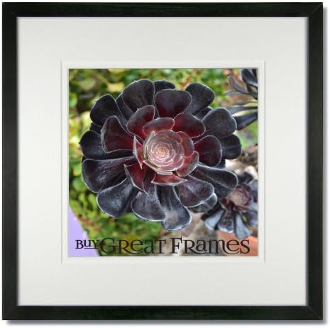 SET of 2 - 8x8 Square Black Wood Picture Frames and Glass with White/White Double Mats for 5x5.