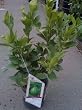 Bearss Lime Tree One Gallon