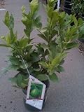 Bearss Lime Tree One Gallon
