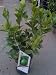 Bearss Lime Tree One Gallon