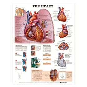 The Heart Anatomical Chart Laminated (English) (In Stock)-8023PL1.5