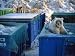 A Young Grizzly Scavenges Through a Dumpster Near Deadhorse, Alaska Photographic Poster Print, 24x18