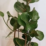 【Green Interior】シーグレープ 150cm 10号プラ鉢