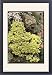 Framed Prints of Alyssum Saxatile Citrinum from Mary Evans