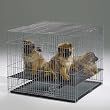 Midwest Puppy Playpen w/ 1/2" Grid 48L x 48W x 30H