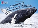 The journey of humpback whales