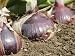 Homegrown Maincrop Onions, Red Baron Variety, on Allotment Ready for Harvest, Norfolk, UK Photographic Poster Print by Gary Smith, 24x18