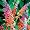 Bicolor Butterfly Bush