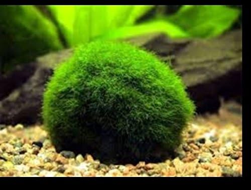 1 Giant Marimo Moss Ball By OMG Aquatics
