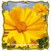 1 Lb Sand Coreopsis (Coreopsis lanceolata) Bulk Wildflower Seeds