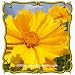 1 Oz Sand Coreopsis (Coreopsis lanceolata) Bulk Wildflower Seeds