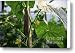 Cucumber In Bloom No.2 Canvas Print / Canvas Art - Artist Kamil Swiatek
