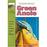 the guide to owning a green anole