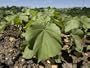 Soybean Field in Nebraska Photographic Poster Print by Joel Sartore, 12x16