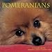 Pomeranians 2009 Wall Calendar