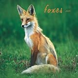 Foxes 2009 Square Wall Calendar