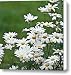 Bellis perennis Canvas Print / Canvas Art - Artist Heiko Koehrer-Wagner