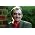 Thumbnail image of Martin Carthy