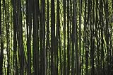 Schwarzer Riesenbambus Dendrocalamus strictus 10 Samen