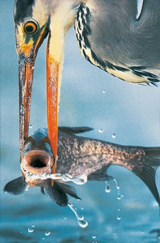 Wildlife Photographer of the Year: Portfolio 16 (Wildlife Photographer of the Year) under Animal Ecology in The Books Store