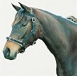 Roma Nylon Saddle Cover
